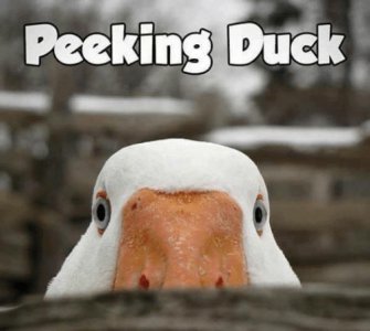peeking-duck.jpg
