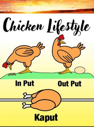 A Chicken Lifestyle.jpg