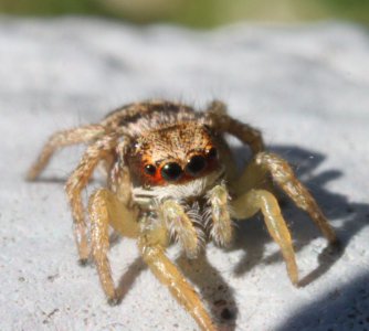 spider (1).jpg