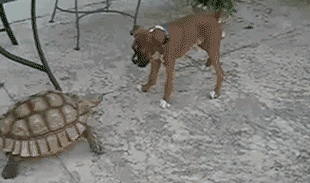 Turtle vs Dog.gif