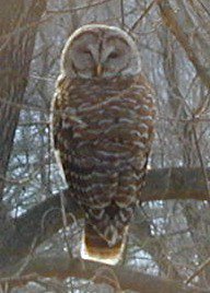 Barred Owl 1.JPG