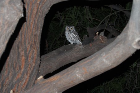 pygmy owl.jpg