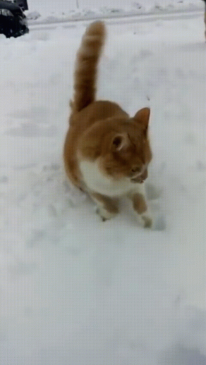 Face the cold...boop. - Imgur.gif