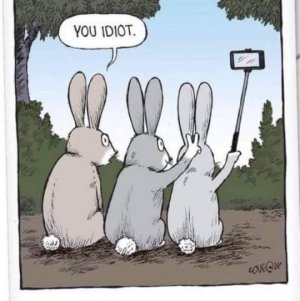 bunny.jpeg