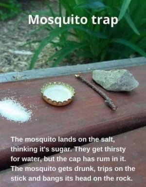 mosquito-jpg.jpg