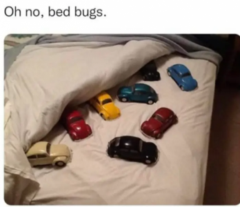 bed bugs.png