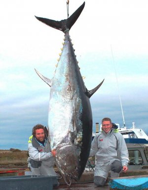 Nova+Scotia+canada+TUNA+BLUEFIN+(Thunnus+thynnus+world+record+biggest+fish+in+the+world+ever+cau.jpg
