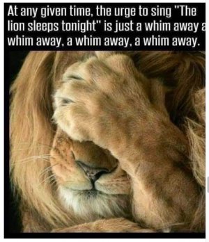 Lion sleeps tonight.jpg