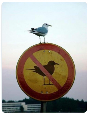 bird sign.png
