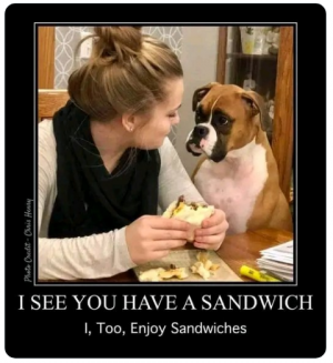 dog sandwich.png