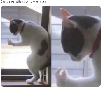 italian cat.png