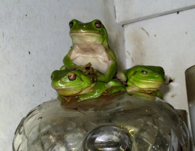 frog3.jpg