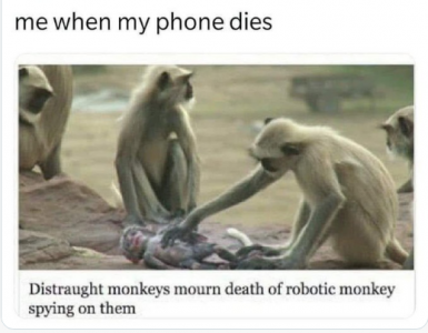 phone monkeys.png