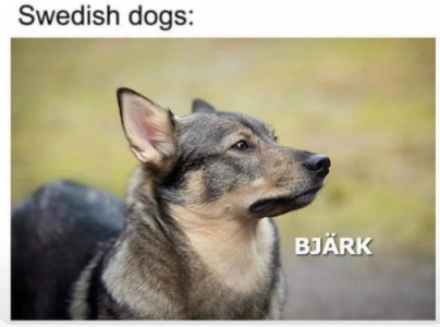 swedish dogs.png