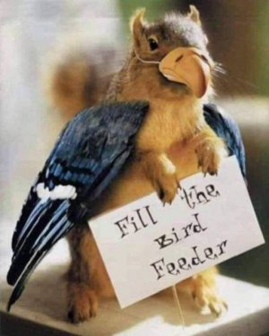 bird feeder.jpg