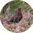redgrouse